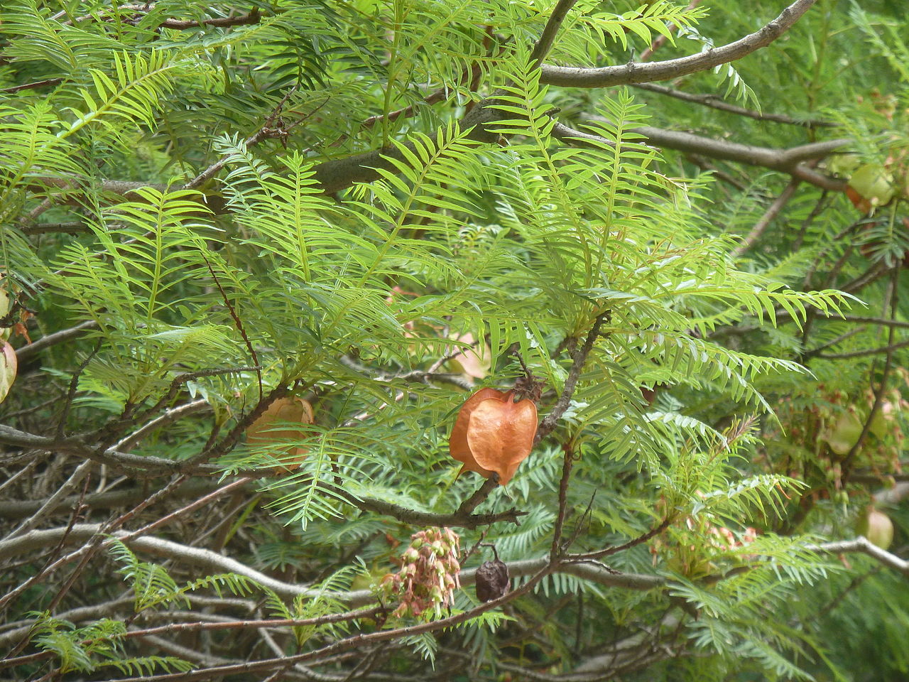 Erythrophysa transvaalensis (Bushveld red balloon)